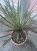 yucca faxoniana 24 de ani 150 ron