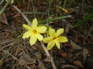 Jasminum nudiflorum(2016, March 02)