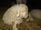 Picture 237