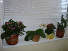 KALANCHOE SI ORHIDEE