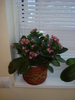 KALANCHOE