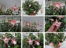 Fuchsia  lantern flower 1,5 ron/buc