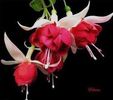 Fuchsia lantern flower 1,5 ron/buc