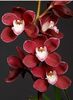 Cymbidium orchid 1,5 ron/buc