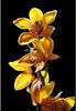Cymbidium orchid 1,5 ron/buc