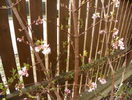 viburnum bodnantense Dawn