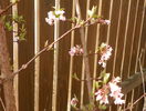 viburnum bodnantense Dawn