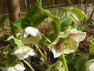 helleborus White Lady Spotted