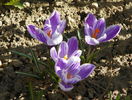 crocus Vanguard