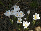 crocus Jeanne dArc