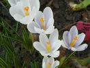 crocus Jeanne dArc