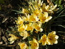 crocus luteus