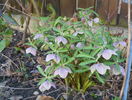 helleborus purpurascens