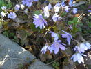hepatica transsilvanica