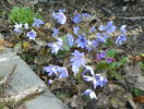 hepatica transsilvanica