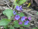pulmonaria officinalis