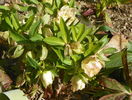 helleborus Double White Spotted