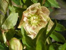 helleborus Double White Spotted