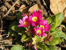 primula acaulis