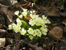 primula acaulis