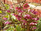 helleborus orientalis