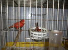 Agati