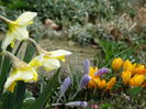 incep narcisele-trec crocusii