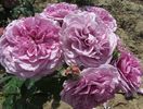 Lavender_Ice
