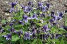 Clematis integrifolia Fascination
