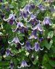 Clematis- Fascination-pierduta