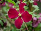 Clematis viticella Vitiwester