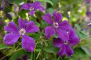 Clematis_viticella Negritjanka