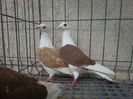 PERECHEA 8