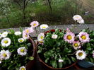 bellis(paralute sau banutei)