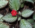 episcia