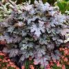 Heucherella_Cracked_Ice-ach