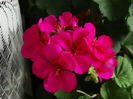 DSC05236