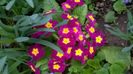 WP_20160314_17_36_31_Pro