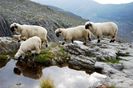 La apa in varf de munte