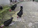 gat golas de transilvania varietatea neagra