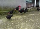 gat golas de transilvania varietatea neagra