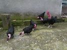 gat golas de transilvania varietatea neagra