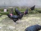gat golas de transilvania varietatea neagra