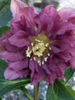 helleborus dublu ellen red