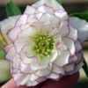 helleborus dublu picotee