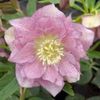 helleborus dublu spotted pink