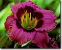 hemerocallis always afternoon