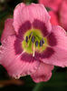 hemerocallis always afternoon
