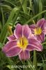 hemerocallis prarie blue eyes