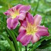 hemerocallis prarie blue eyes